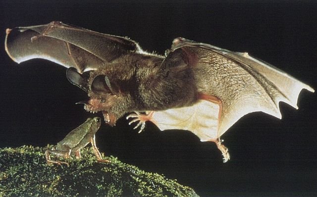 morcego sapo