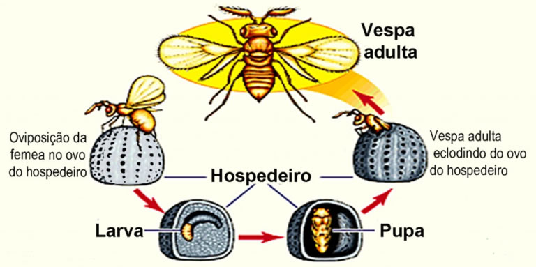 vespa ciclo vida